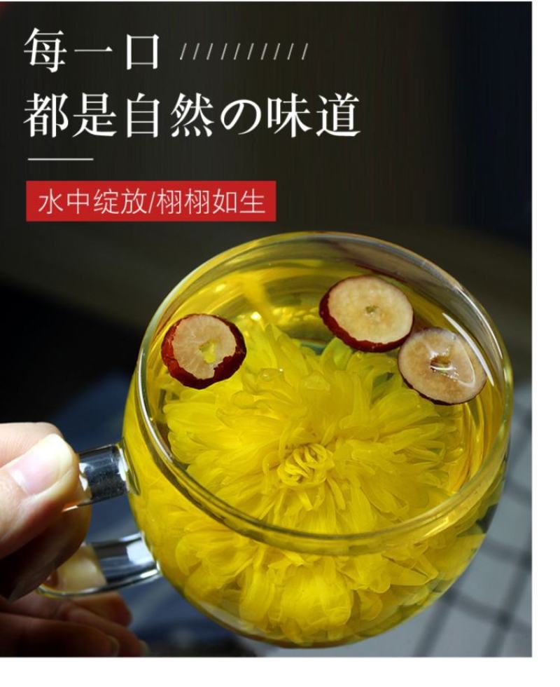金丝皇菊大朵头采菊花茶一朵一杯