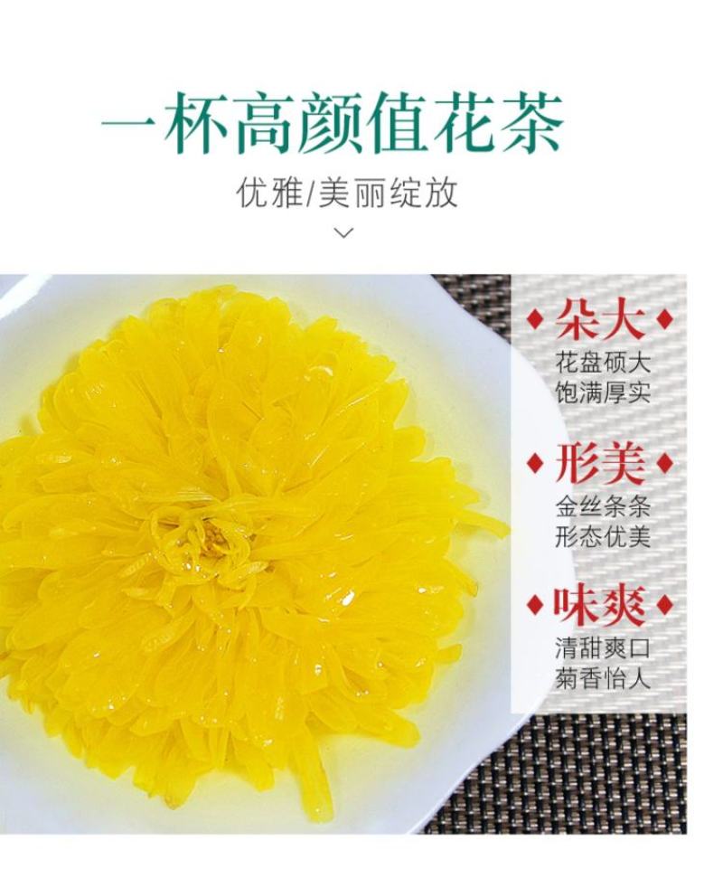金丝皇菊大朵头采菊花茶一朵一杯