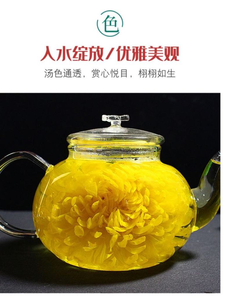 金丝皇菊大朵头采菊花茶一朵一杯