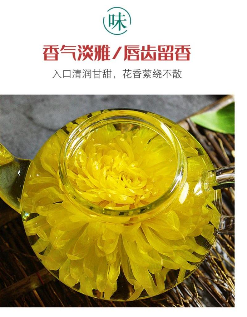 金丝皇菊大朵头采菊花茶一朵一杯