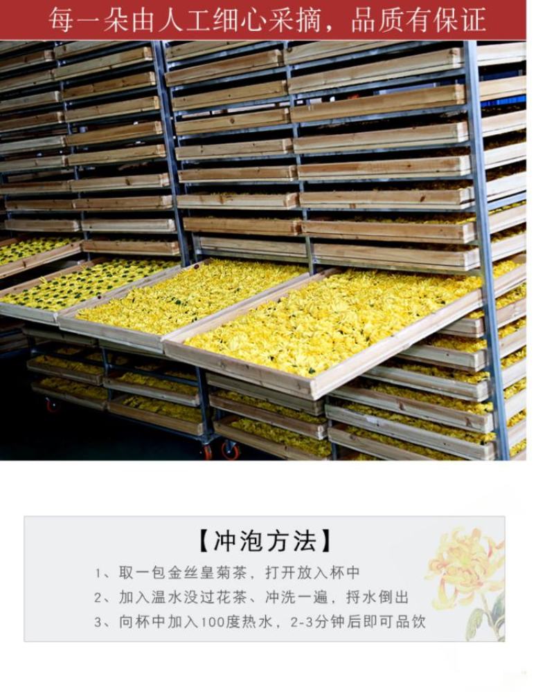 金丝皇菊大朵头采菊花茶一朵一杯