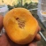 金秋红蜜苗晚熟精品种植三年亩产8000斤