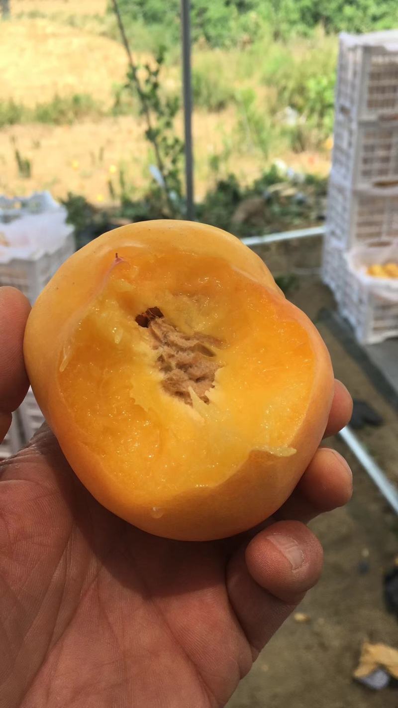 金秋红蜜苗晚熟精品种植三年亩产8000斤