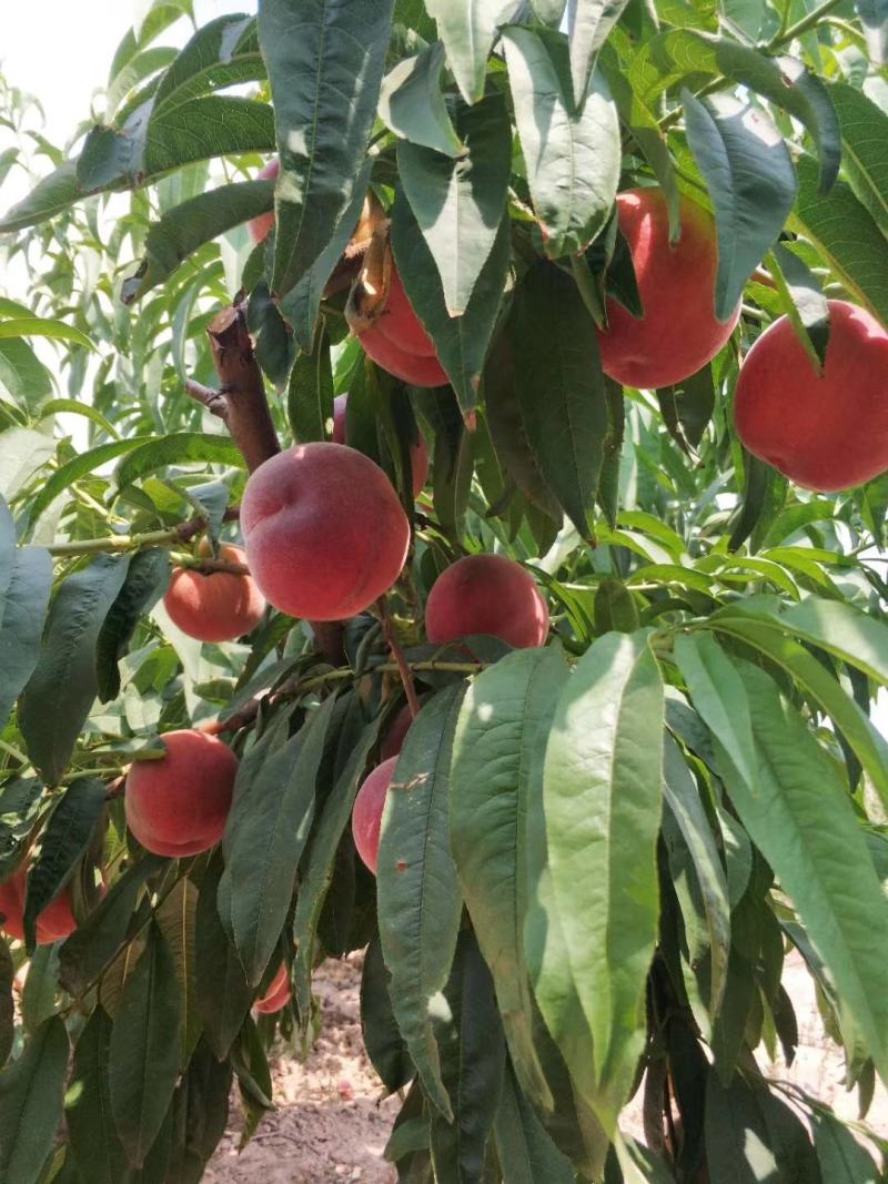 金秋红蜜苗晚熟精品种植三年亩产8000斤
