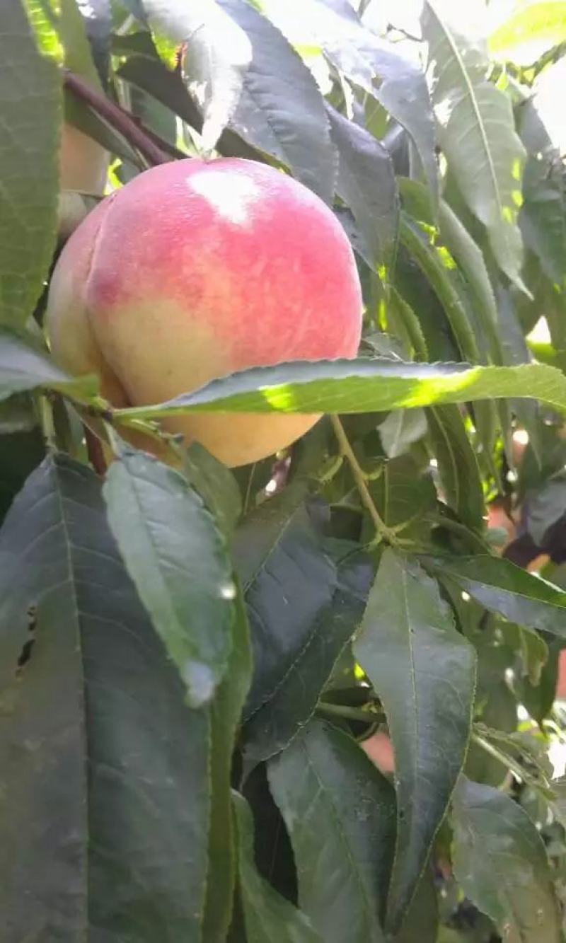 金秋红蜜苗晚熟精品种植三年亩产8000斤