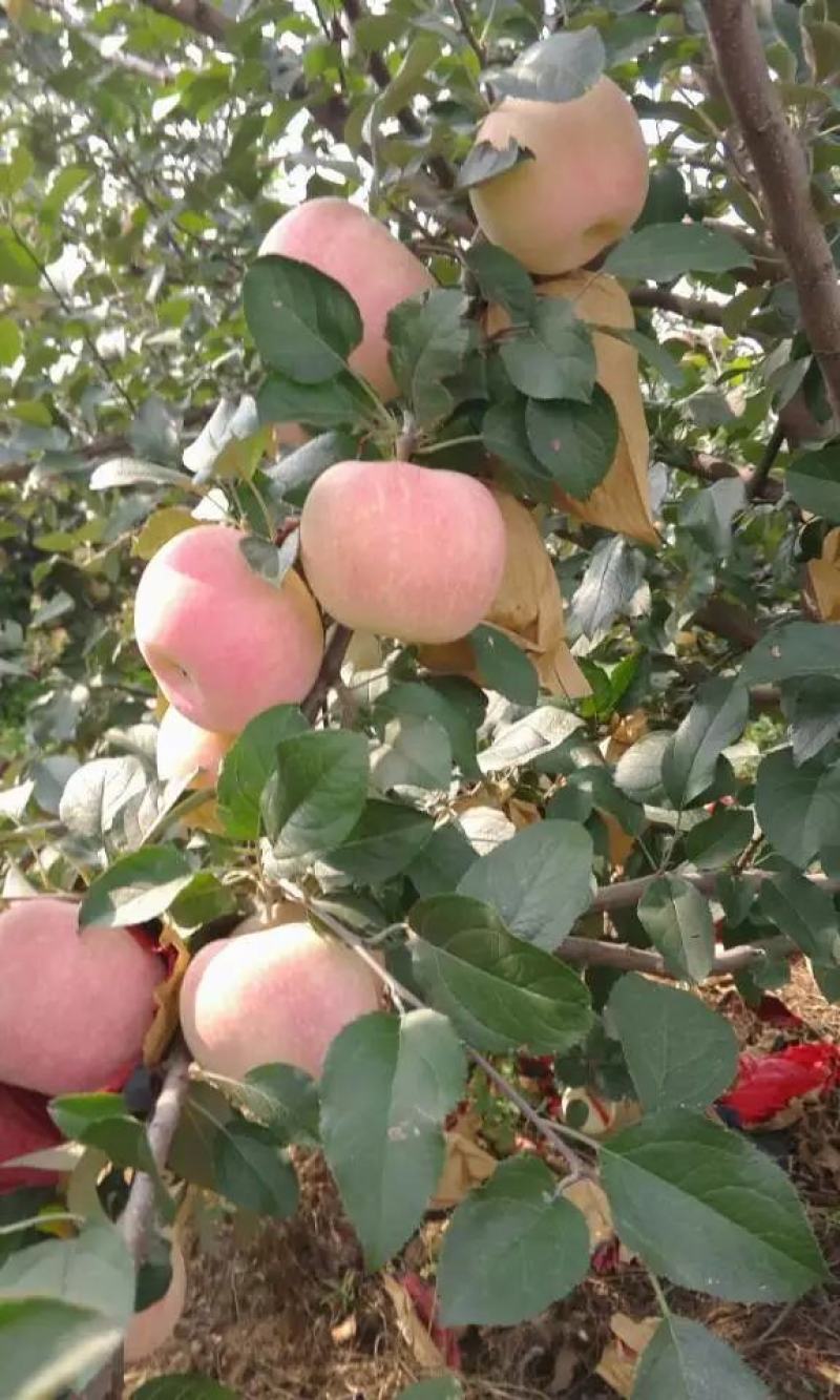 金秋红蜜苗晚熟精品种植三年亩产8000斤