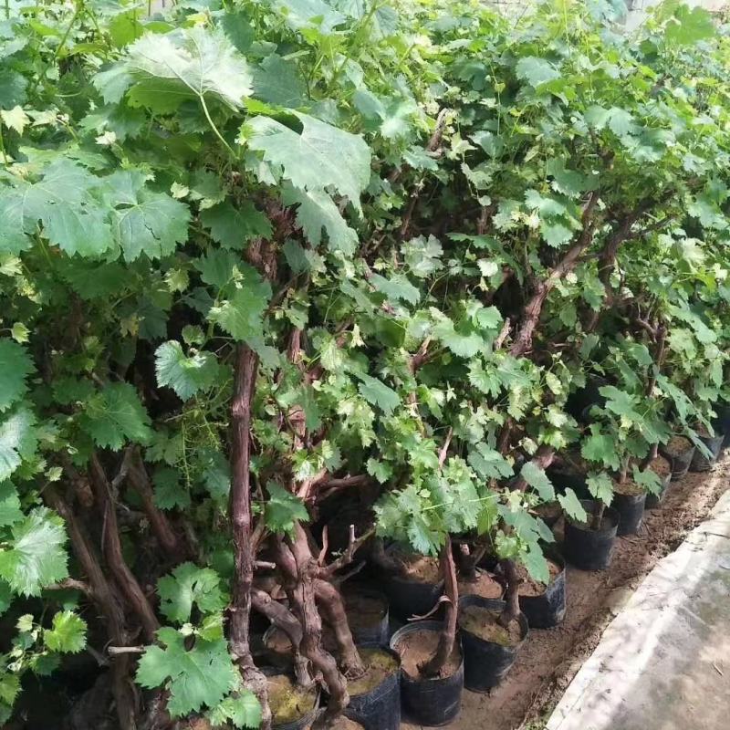 葡萄苗1年50~80cm，甜蜜蓝宝石