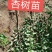 杏树苗，0.5起步保质保量，免费技术指导，退地处理