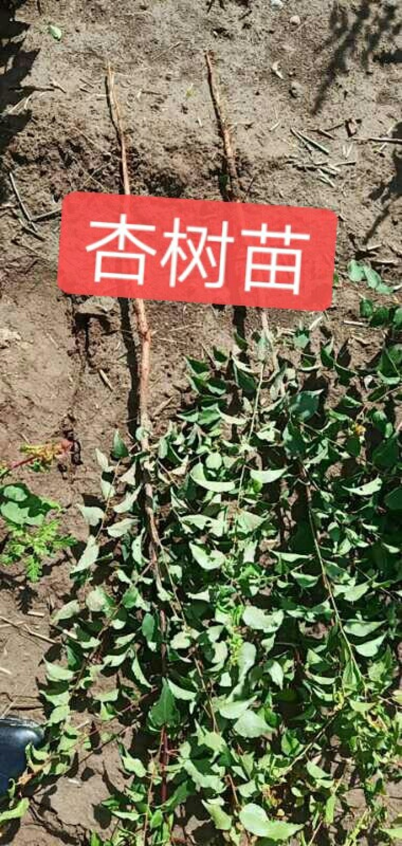 杏树苗，0.5起步保质保量，免费技术指导，退地处理