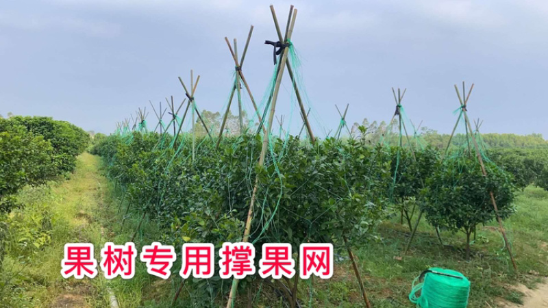 厂家直供：果树专用爬藤网，沃柑砂糖橘爬藤网，厂家直销