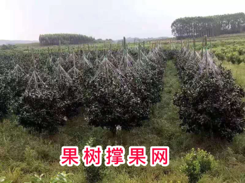 厂家直供：果树专用爬藤网，沃柑砂糖橘爬藤网，厂家直销