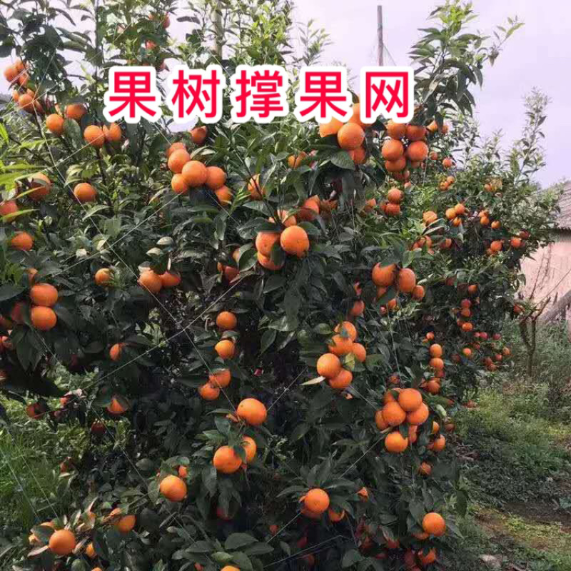 厂家直供：果树专用爬藤网，沃柑砂糖橘爬藤网，厂家直销