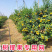 厂家直供：果树专用爬藤网，沃柑砂糖橘爬藤网，厂家直销