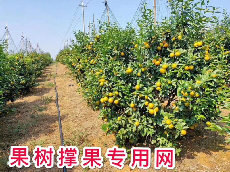 厂家直供：果树专用爬藤网，沃柑砂糖橘爬藤网，厂家直销