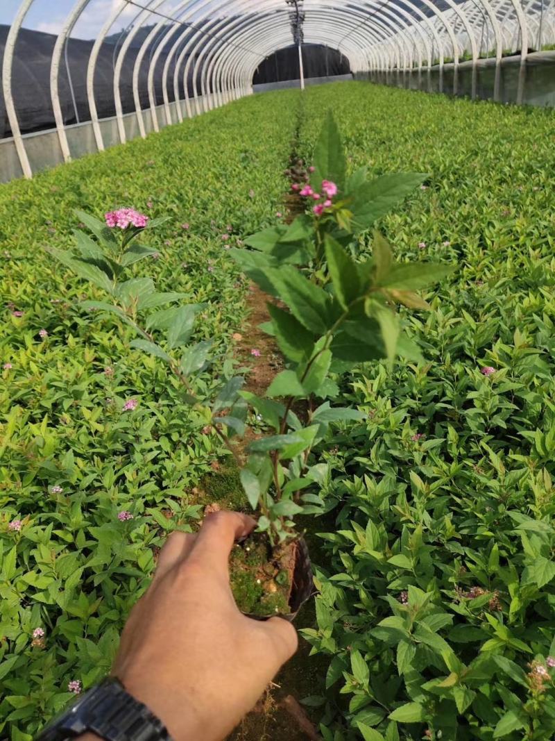 绣线菊绣线菊种植销售粉花绣线菊一手货源
