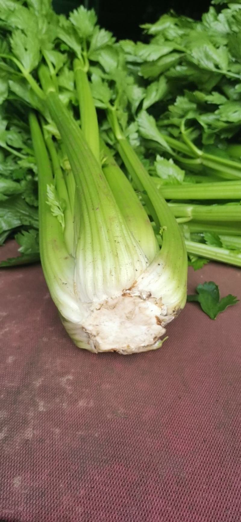 西芹大颗西芹单颗在三斤左右/