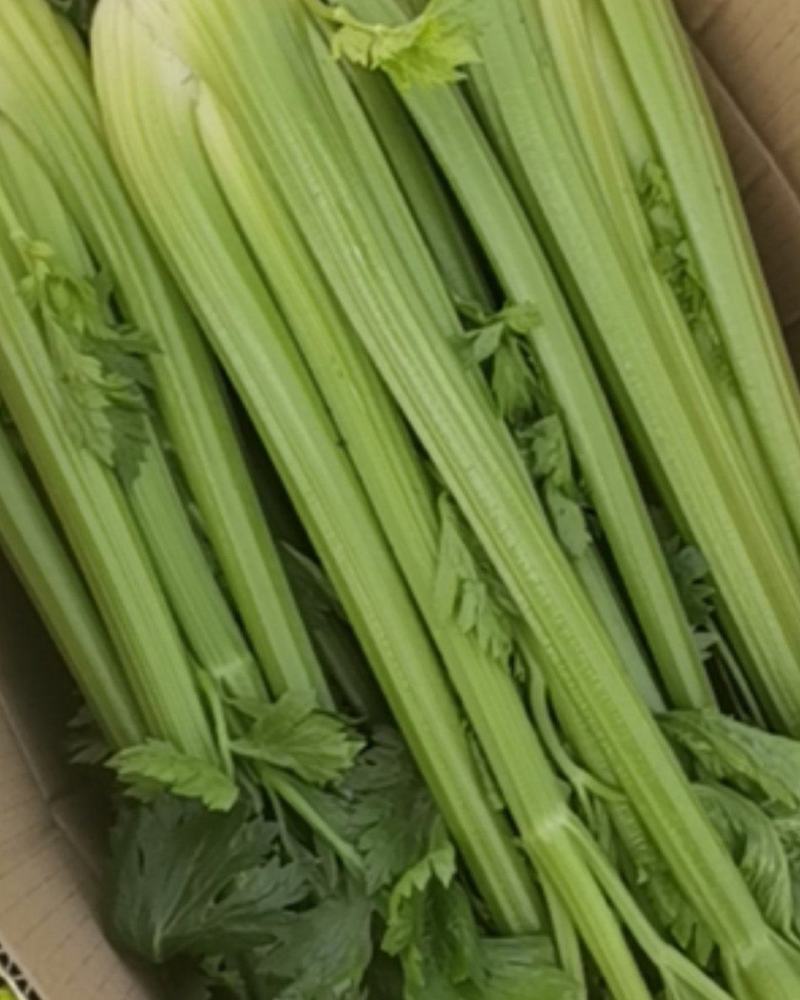 河北张北万亩产地直供西芹，品质保证，专业代购，走好每一