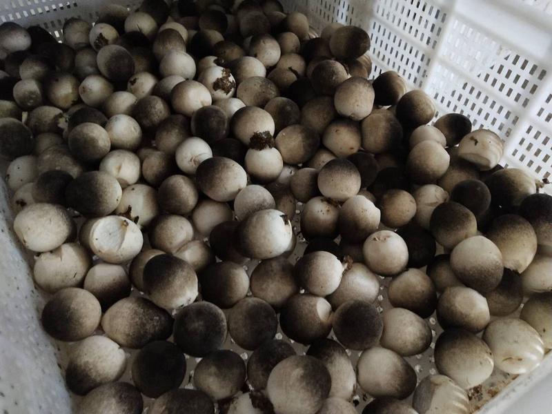 全年菇房直供鲜草菇，速冻鲜草菇，盐水草菇。高品质不断货