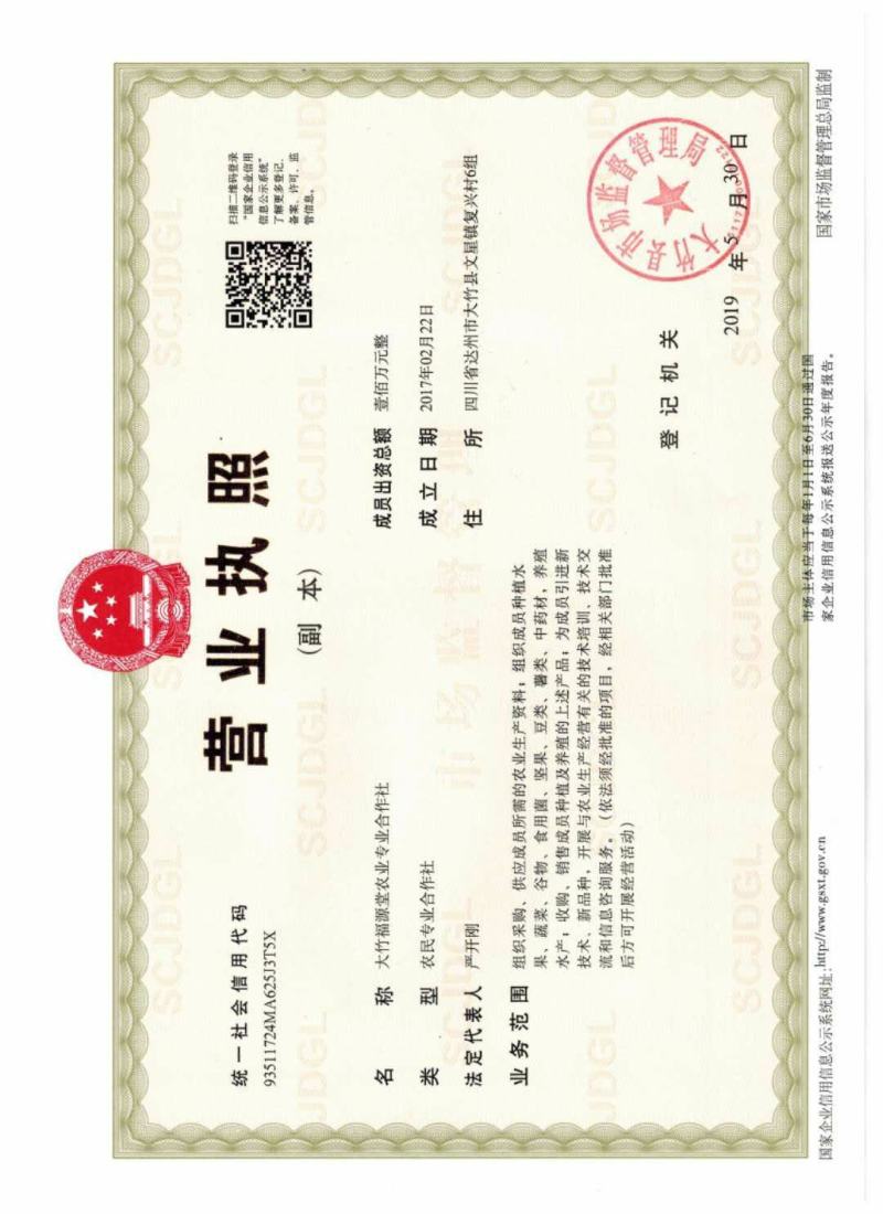 红叶香椿苗红油香椿苗，香椿苗，红油香椿苗。巴山红香椿苗