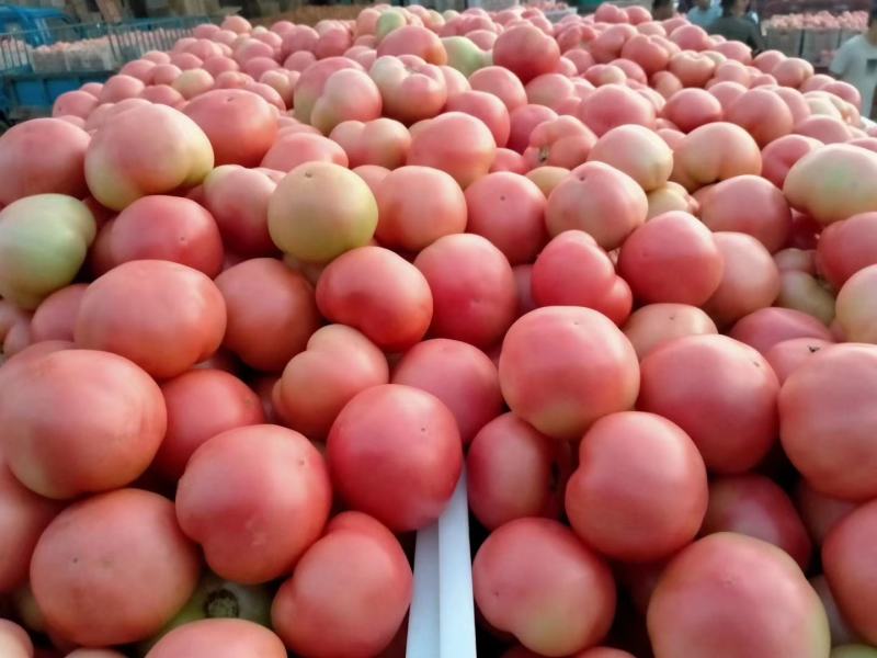 精品西红柿量大质优大量上市