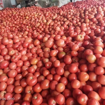 精品西红柿量大质优大量上市