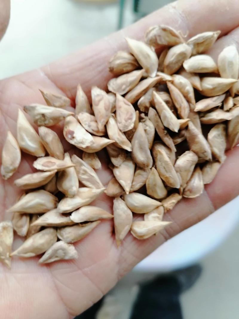 陕西凤县自产优质雪松子颗粒饱满发芽率高，全国供货。