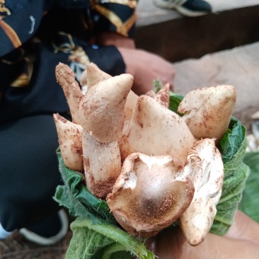 鸡枞，四川凉山州布拖县
