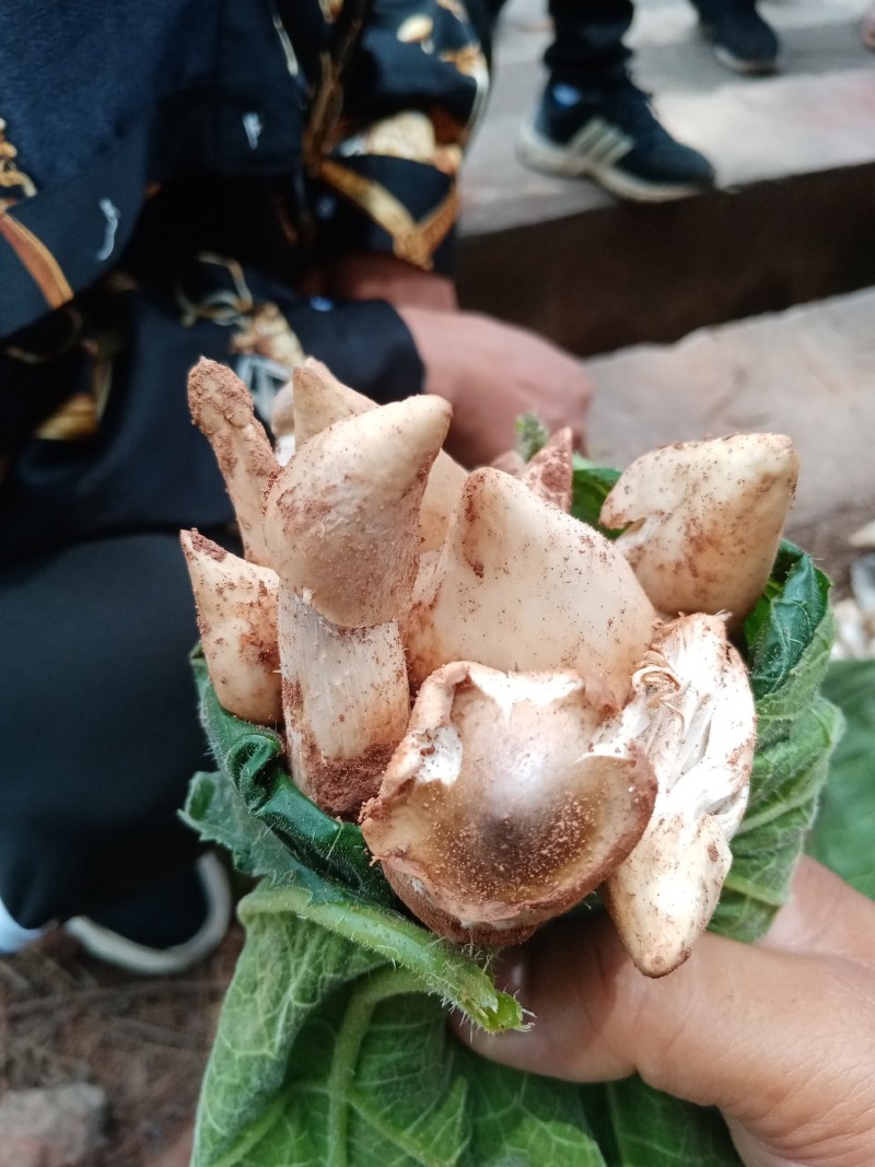 鸡枞，四川凉山州布拖县