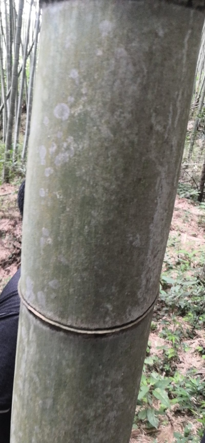 大量毛竹，13米以上的海量