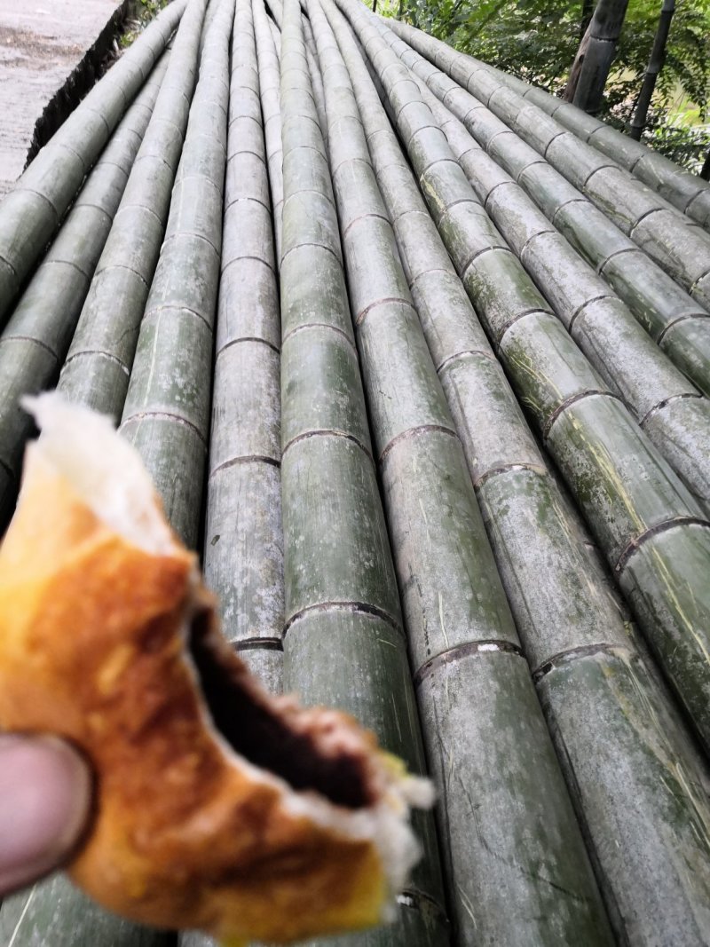 大量毛竹，13米以上的海量