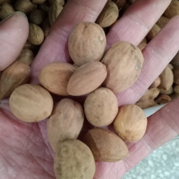 香榧子，榧子生货质量保证，量大从优，欢迎选购！