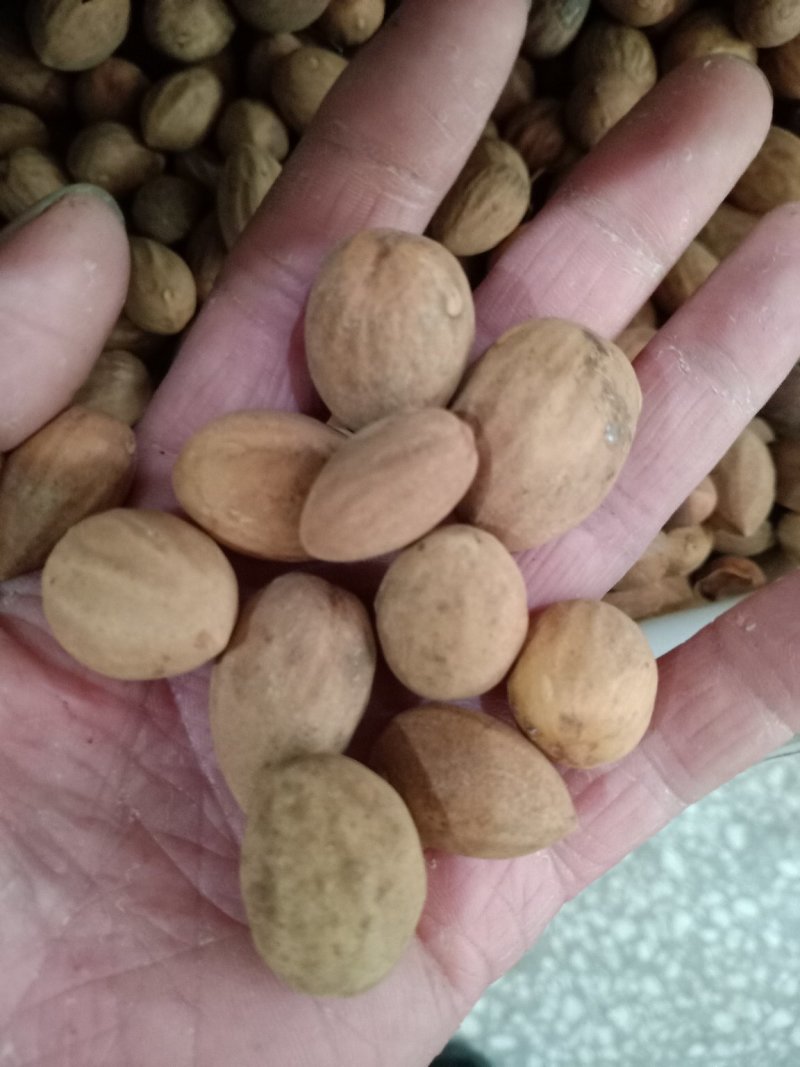 香榧子，榧子生货质量保证，量大从优，欢迎选购！