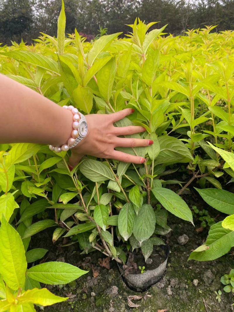 红王子锦带杯苗实拍图片介绍，红王子锦带成都基地