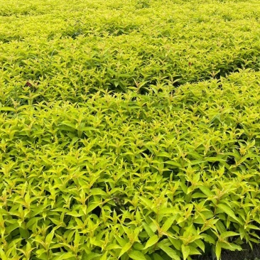 红王子锦带杯苗实拍图片介绍，红王子锦带成都基地
