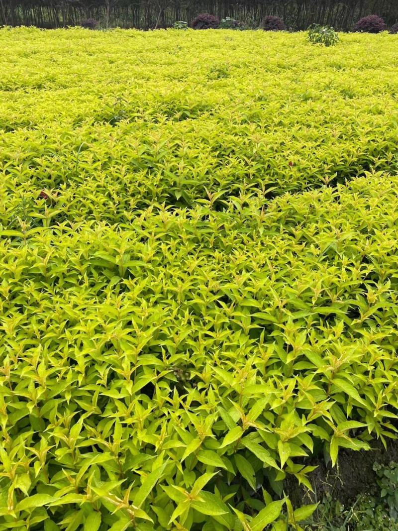 红王子锦带杯苗实拍图片介绍，红王子锦带成都基地