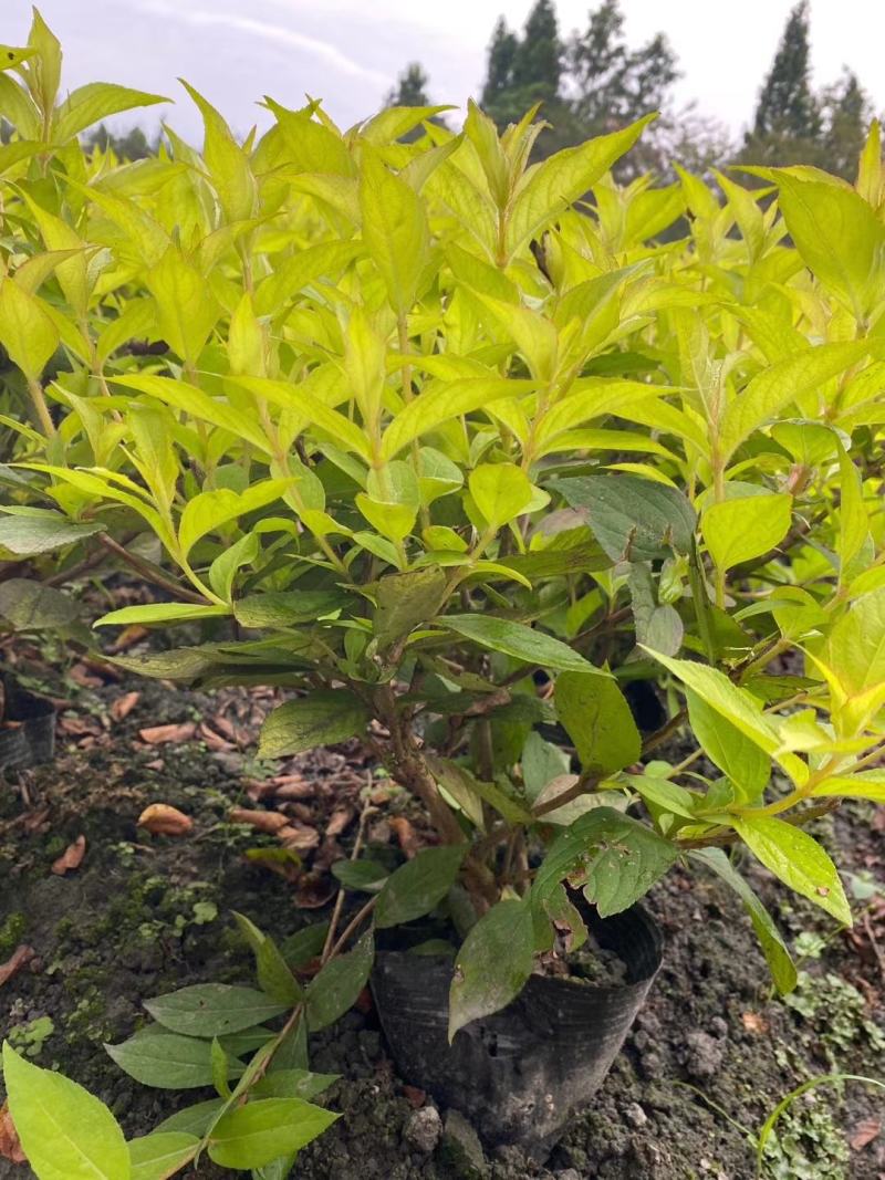 红王子锦带杯苗实拍图片介绍，红王子锦带成都基地