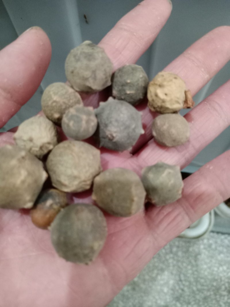 没食子，进口正品，量大从优，欢迎选购！
