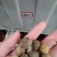 没食子，进口正品，量大从优，欢迎选购！