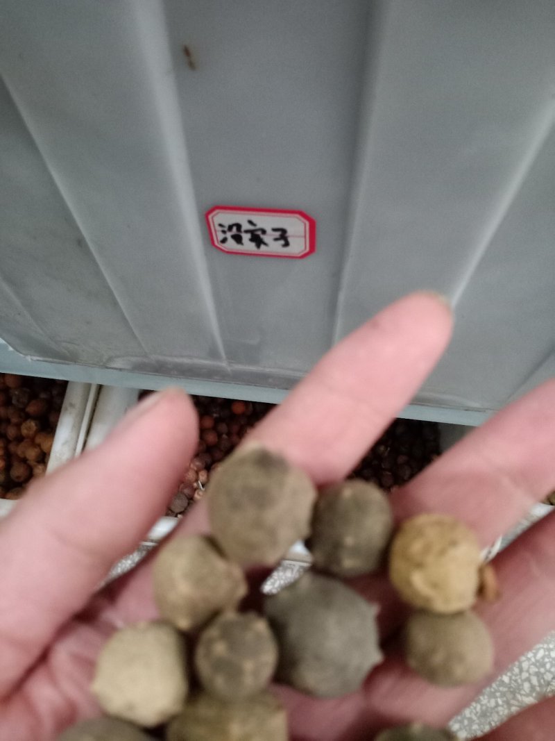 没食子，进口正品，量大从优，欢迎选购！