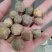 没食子，进口正品，量大从优，欢迎选购！
