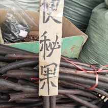 便秘果腊肠果野生通便果
