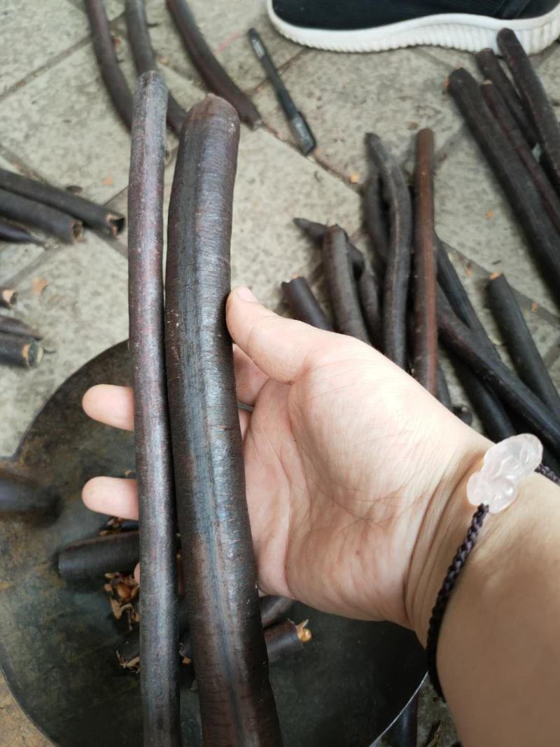 便秘果腊肠果野生通便果