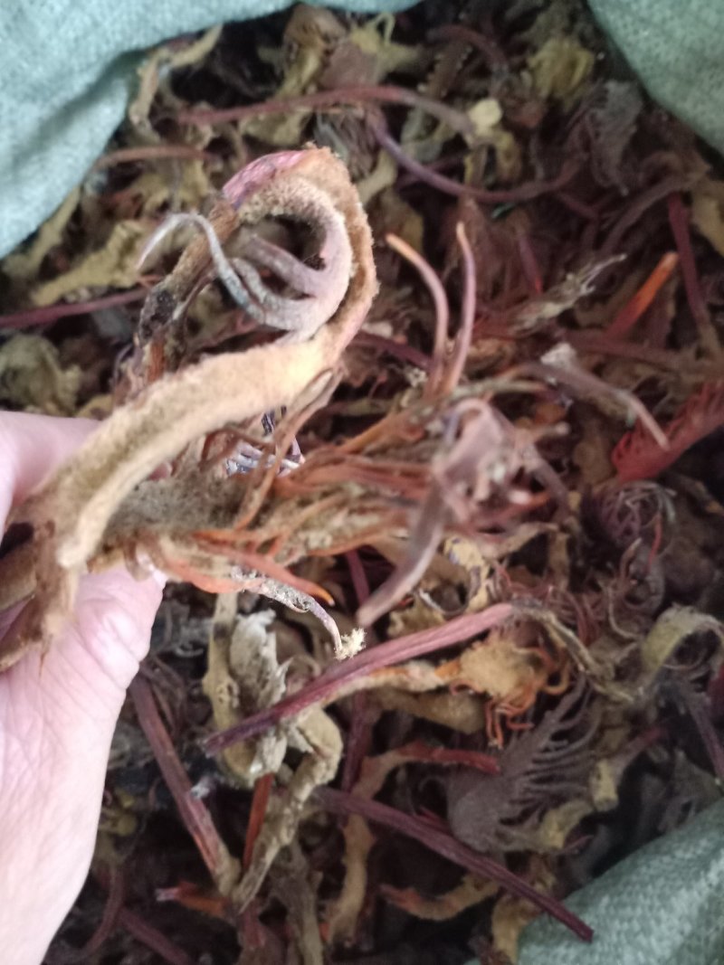 铁树花欢迎选购