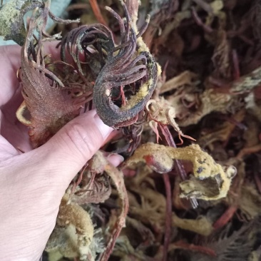 铁树花欢迎选购