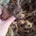 铁树花欢迎选购