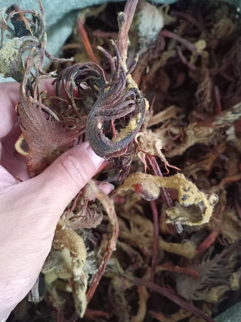 铁树花欢迎选购