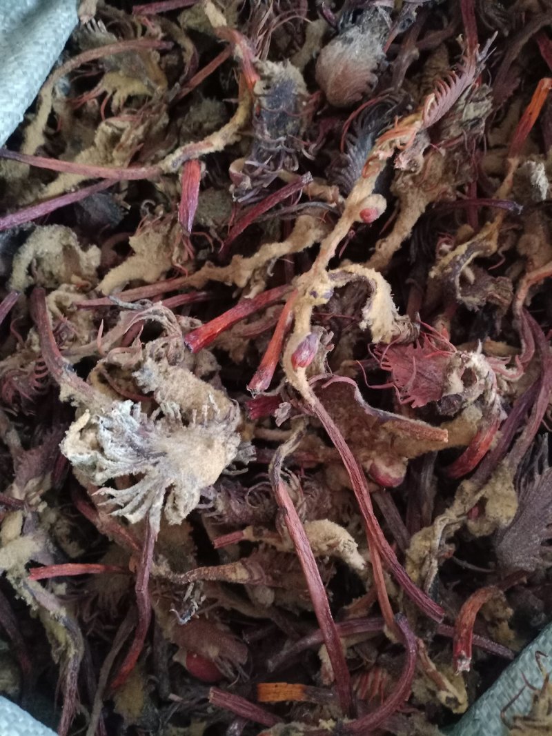 铁树花欢迎选购