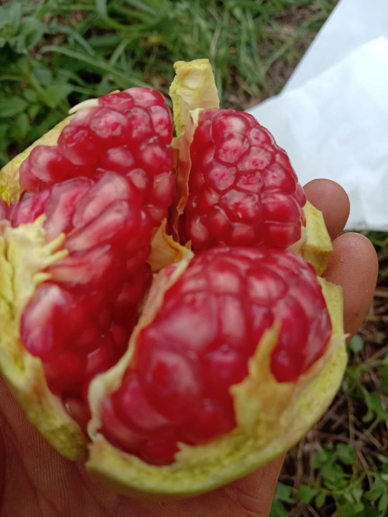 精品会理突尼斯软籽石榴