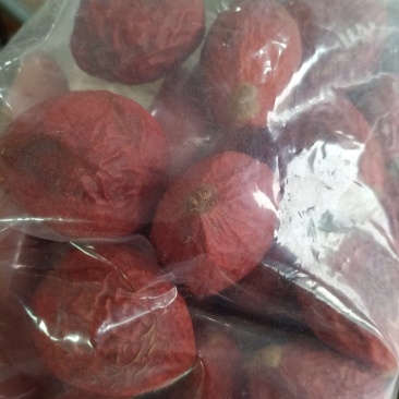 铁树果，纯正铁树结的果，欢迎选购！