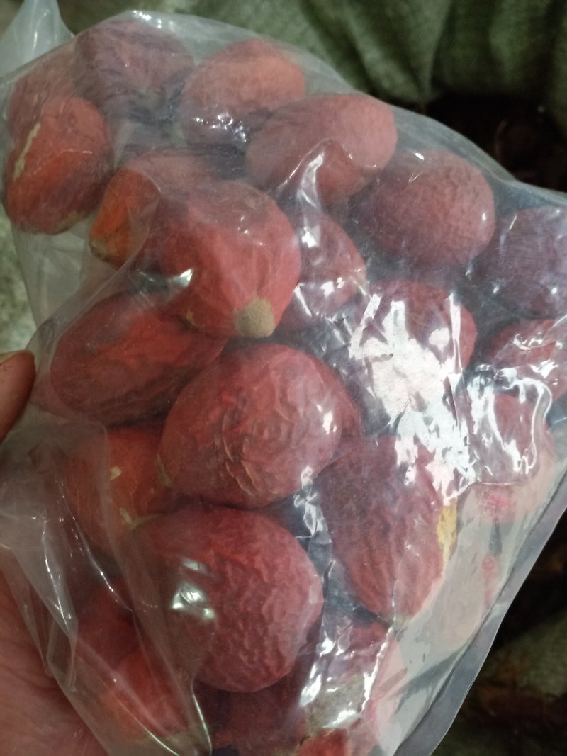 铁树果，纯正铁树结的果，欢迎选购！